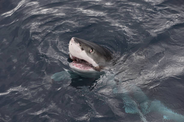 great white shark, Carcharodon carcharias, surfacing to take a piece of algae, Neptune Islands, South Australia stock photo
