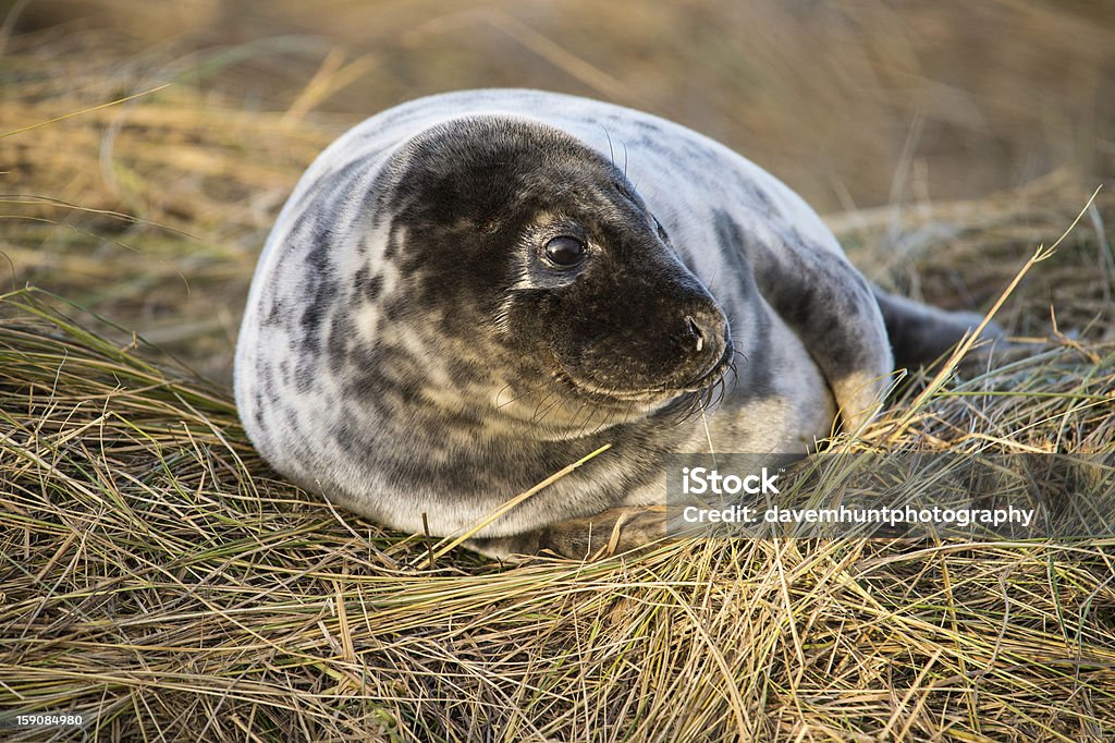 Тюленёнок - Стоковые фото North Atlantic Ocean роялти-фри