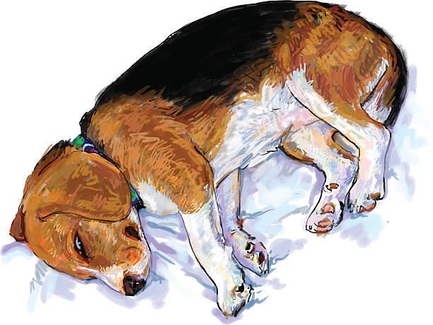 ilustrações, clipart, desenhos animados e ícones de dormir de beagle - tracing red pets dog