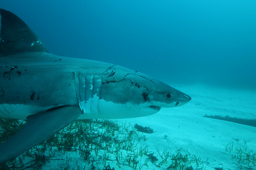great white shark, Carcharodon carcharias, Neptune Islands, South Australia
