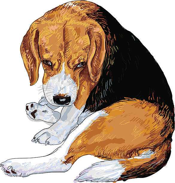이 구걸 눈 비글종 - tracing red pets dog stock illustrations