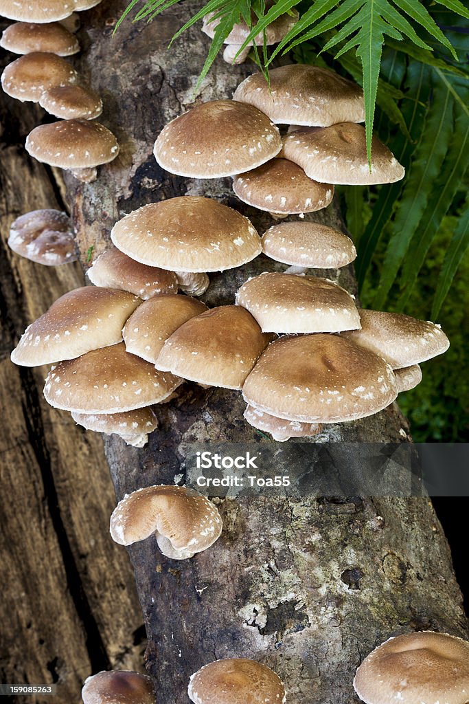 Shiitake mushrooms on maple log growing shiitake mushrooms on maple log Shiitake Mushroom Stock Photo