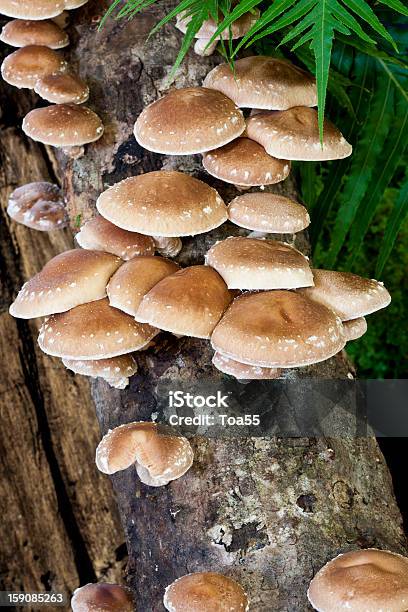 Shiitake Mushrooms On Maple Log Stock Photo - Download Image Now - Shiitake Mushroom, Log, Cultivated