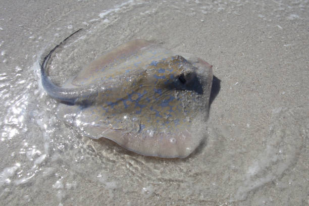 istock blue stingray, Dasyatis chrysonota, Muizenberg, False Bay, South Africa 1590852726