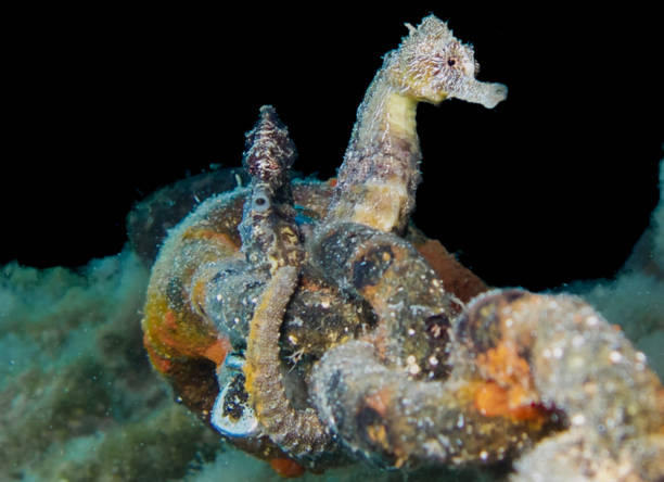 istock A pair of seahorses attached to a rusty chain 1590856560