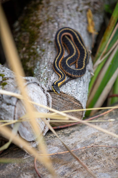 istock An eastern garter snake sunning itself on a log in a marsh. 1590876097