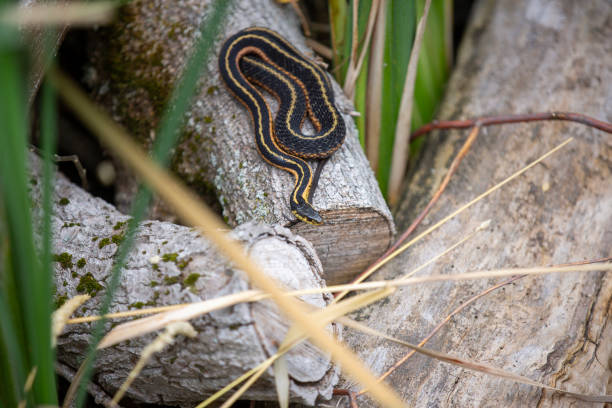An eastern garter snake sunning itself on a log in a marsh.