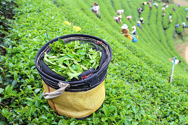 à thé - tea crop plantation tea leaves farmer photos et images de collection