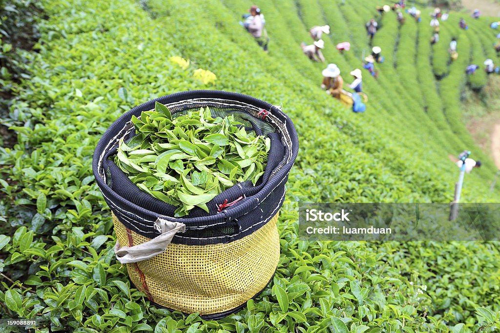Tea Dried Tea Leaves Stock Photo