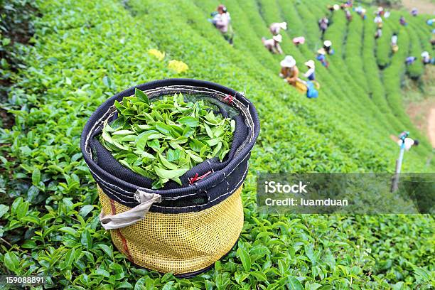 Tea Stock Photo - Download Image Now - Dried Tea Leaves, Plantation, Tea Crop