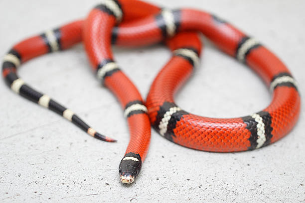istock Eastern Milk snake is resting on the floor 159089308