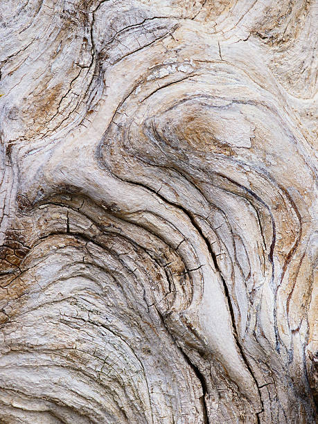 istock Natural background from bark of an old tree 159089428