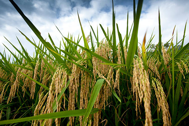 istock Mature ear of rice and white clouds 159091306