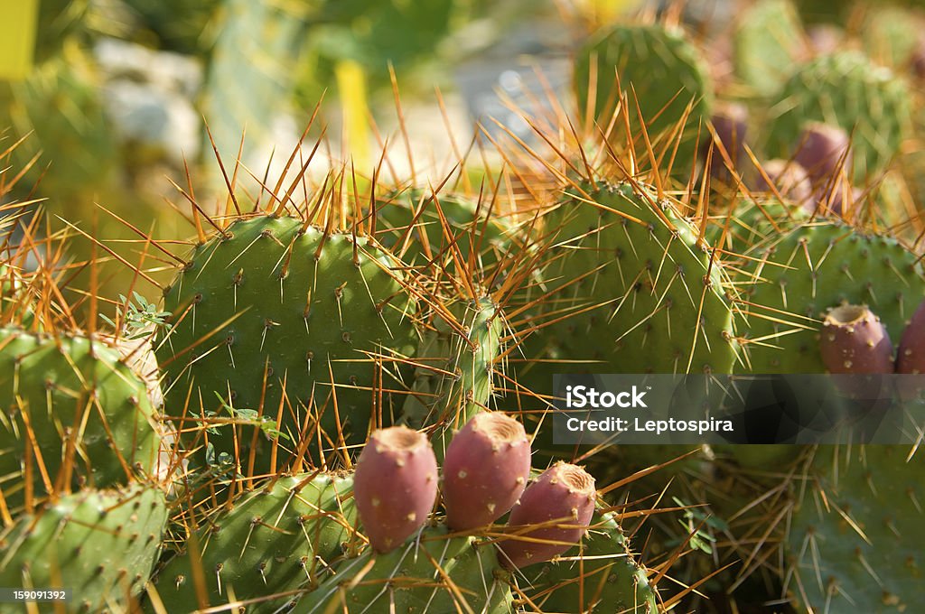 cactus - Zbiór zdjęć royalty-free (Bez ludzi)