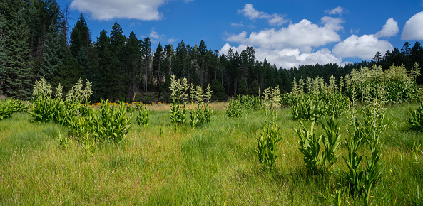 Mountain forest scenery from the Pinaleno Mountains in Coronado National Forest - lush meadow in morning light