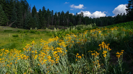 Mountain forest scenery from the Pinaleno Mountains in Coronado National Forest - forest wildflowers bloom in a lush meadow in morning light