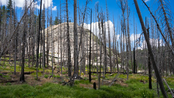 istock Mountain forest scenery from the Pinaleno Mountains in Coronado National Forest 1590917918