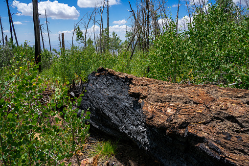 Mountain forest scenery from the Pinaleno Mountains in Coronado National Forest - burned tree lays across forest floor