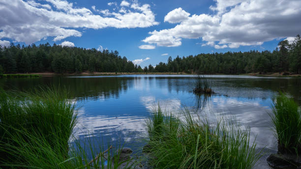 istock Mountain forest scenery from the Pinaleno Mountains in Coronado National Forest 1590921144