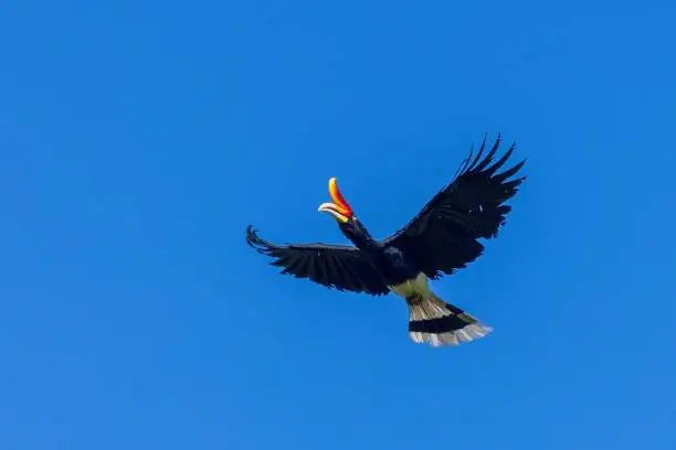 The Rhinoceros Hornbill (Buceros rhinoceros) has a prominent golden-yellow horn, called a casque, on the top of its beak