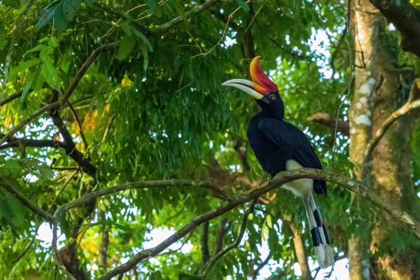 istock Rhinoceros Hornbill (Buceros rhinoceros) 1590929055