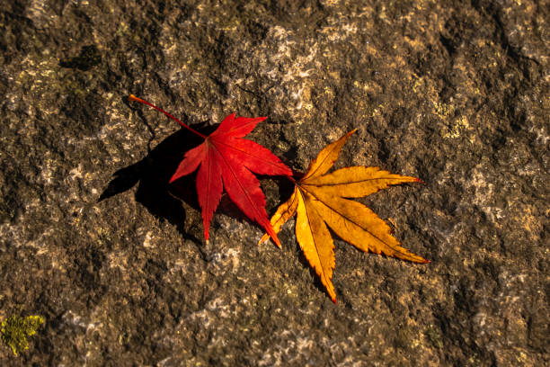 red and yellow leaves