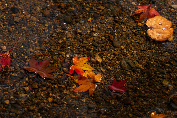 autumn leaves floating in water