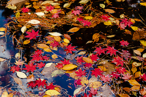 Trees with multi-colored autumn leaves reflected in a lake in the Pocono Mountains of Pennsylvania.