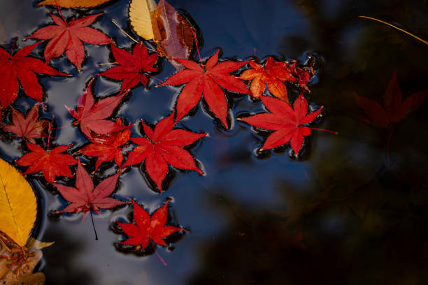 istock Fallen leaves floating on the surface of the water 1590957342