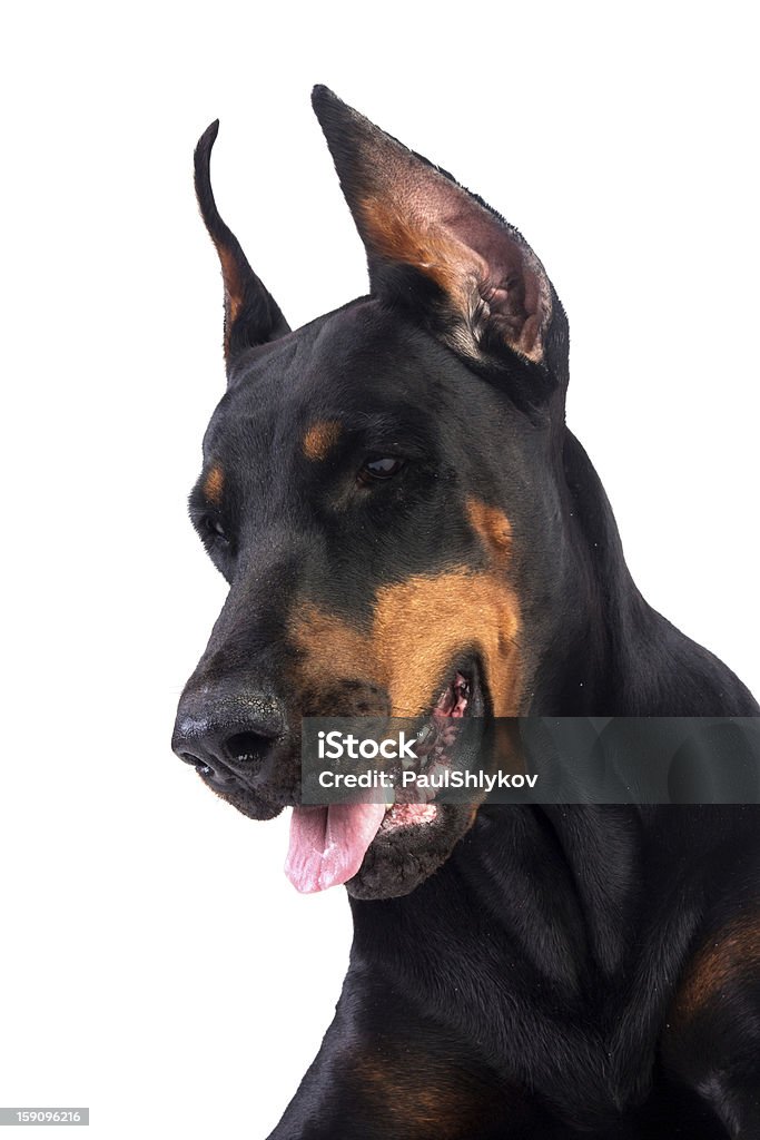 Doberman cachorro Retrato - Foto de stock de Animal royalty-free