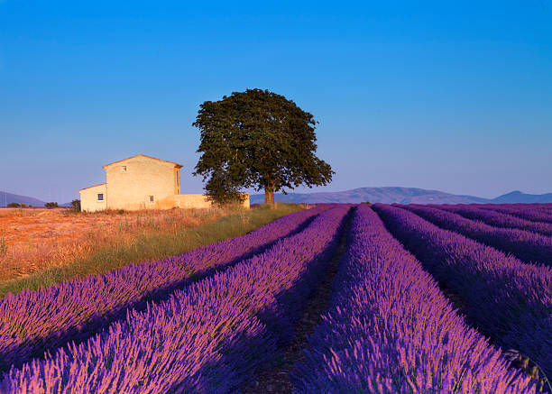 istock Late afternoon in lavender field (Provence,France) 159096420