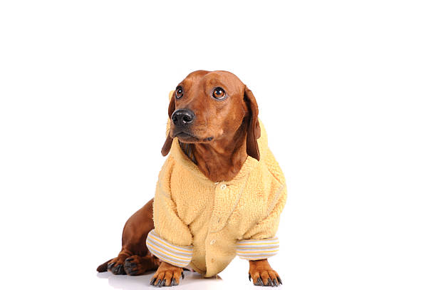 istock brown dachshund dog isolated over white background 159096426