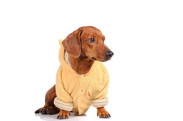istock brown dachshund dog isolated over white background 159096444