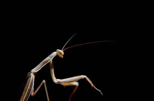 Photo of Praying Mantis