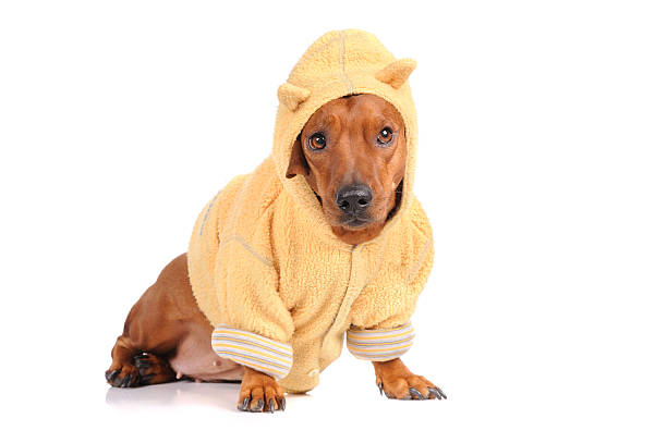 istock brown dachshund dog isolated over white background 159096481
