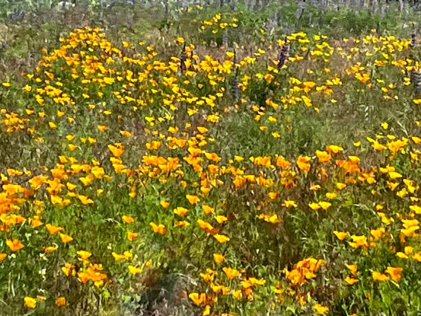 istock California Poppies 1590966069