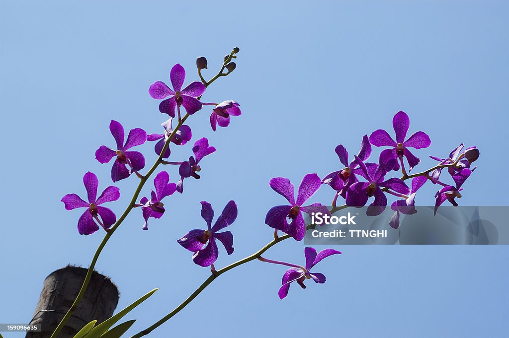 Orchid flower on Blue sky - Foto de stock de Aislado libre de derechos