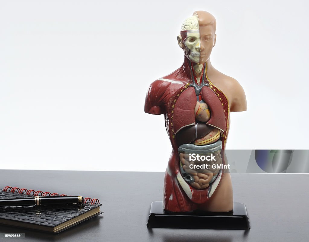 Anatomía humana modelo en la tabla - Foto de stock de Anatomía libre de derechos