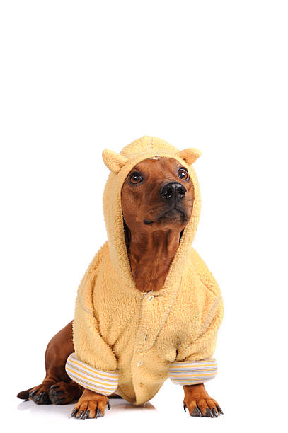istock brown dachshund dog isolated over white background 159096676