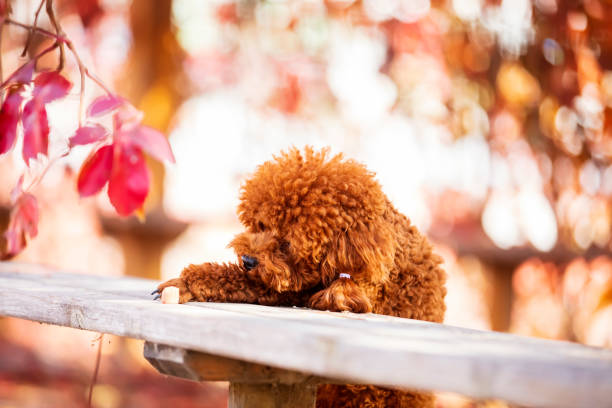 istock A toy poodle in autumn 1590972815