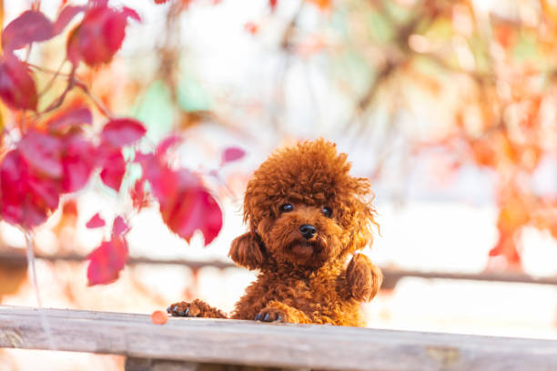 istock A toy poodle in autumn 1590972819