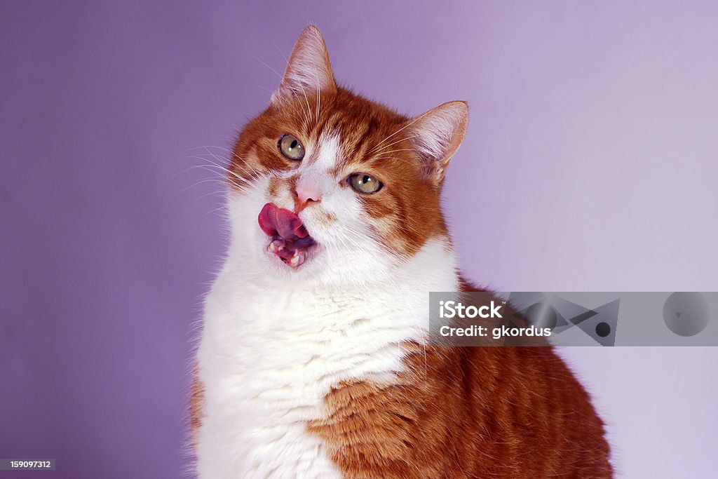 Ritratto di gatto zenzero europeo - Foto stock royalty-free di Animale