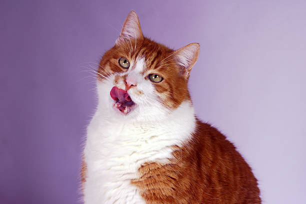 istock portrait of ginger European cat 159097312