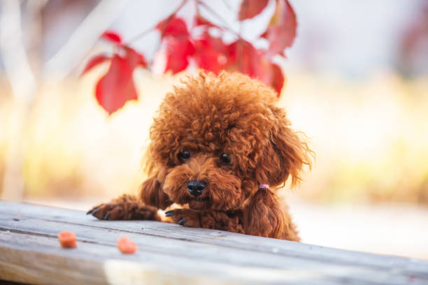 istock A toy poodle in autumn 1590973326