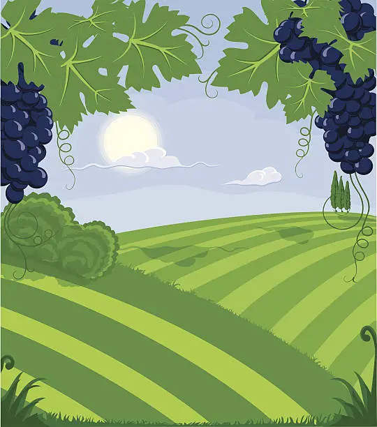 Vector illustration of winery landscape