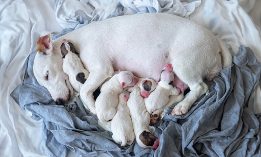 new born puppy safety sleep with mother. Nursing sleeping mother Jack Russell Terrier dab milk on a fabric with warm aternity instinct