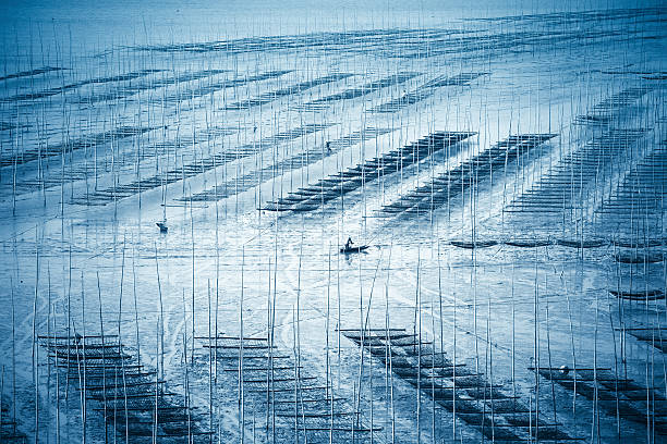 mud flat scenery mud flat scenery in sea sedge farm seaweed farming stock pictures, royalty-free photos & images