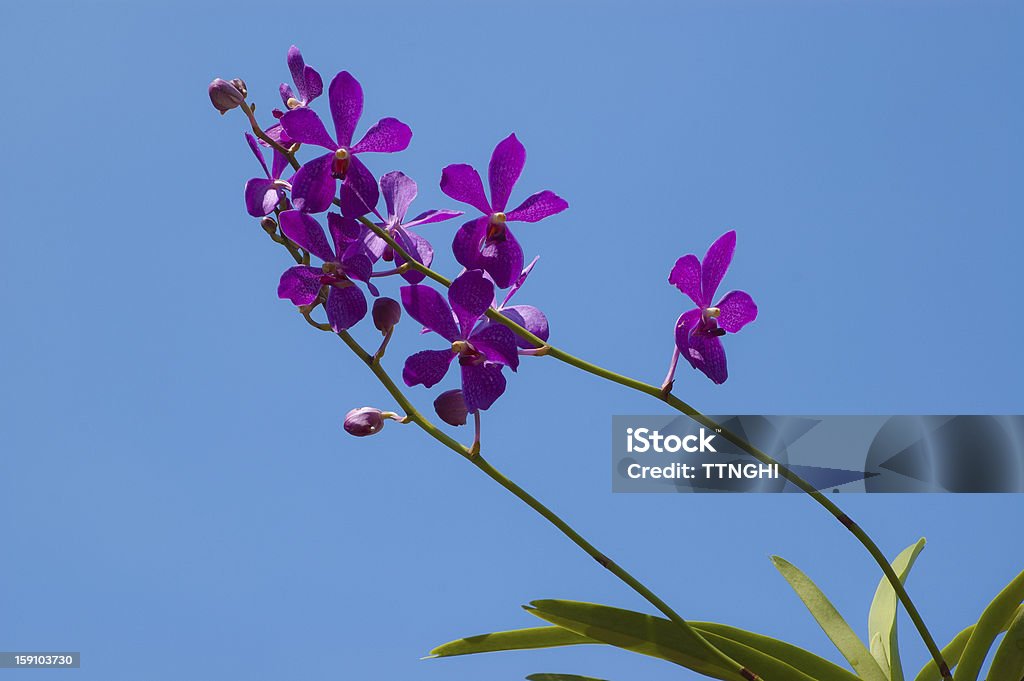 Orquídea flor no céu azul - Foto de stock de Beleza natural - Natureza royalty-free