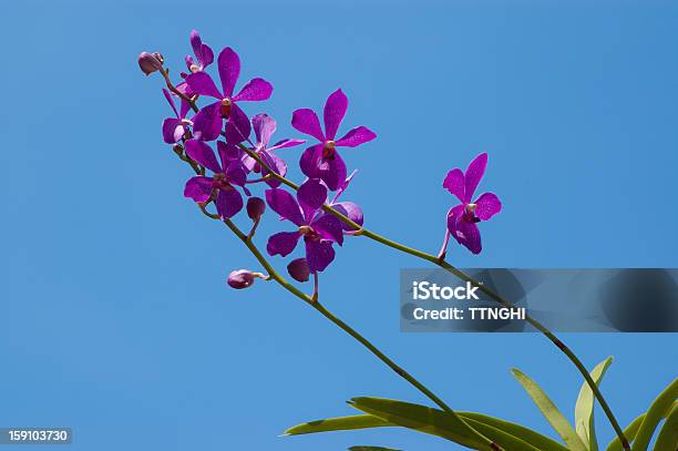 Foto de Orquídea Flor No Céu Azul e mais fotos de stock de Beleza natural - Natureza - Beleza natural - Natureza, Botão - Estágio de flora, Cabeça da flor
