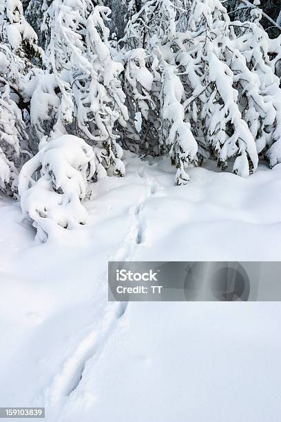 Pfotenabdruck Im Schnee Stockfoto und mehr Bilder von Baum - Baum, Borealer Wald, Eingefroren